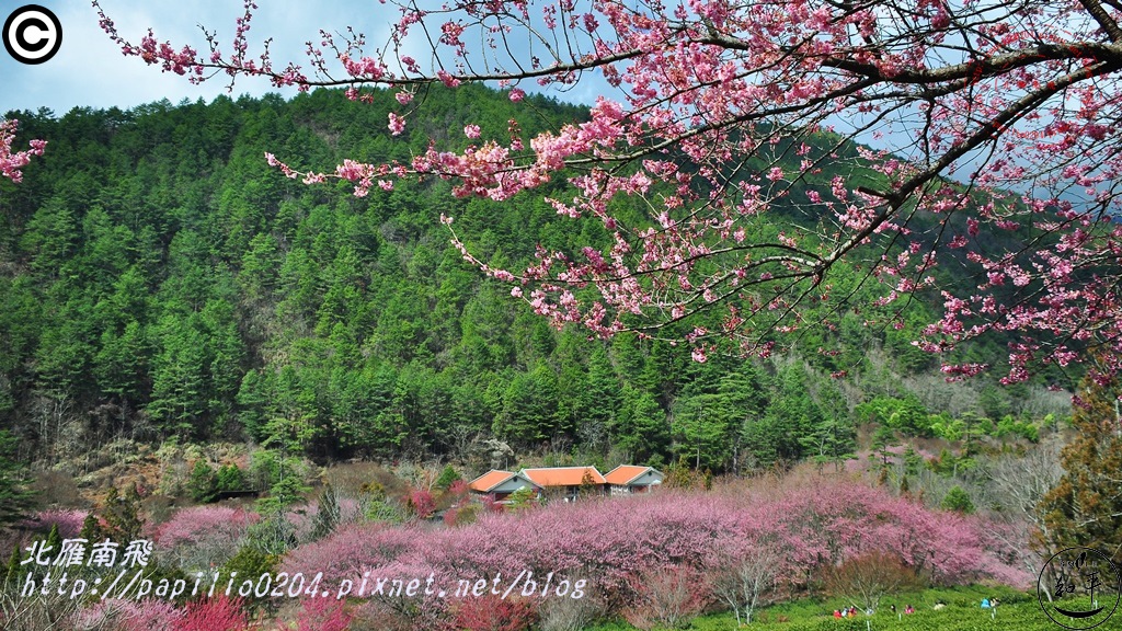 兆豐櫻花園(茶園)