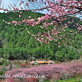 兆豐櫻花園(茶園)