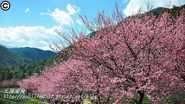 兆豐櫻花園(茶園)