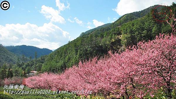 兆豐櫻花園(茶園)