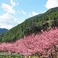 兆豐櫻花園(茶園)