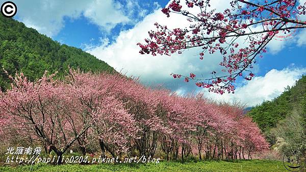 兆豐櫻花園(茶園)