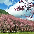 兆豐櫻花園(茶園)