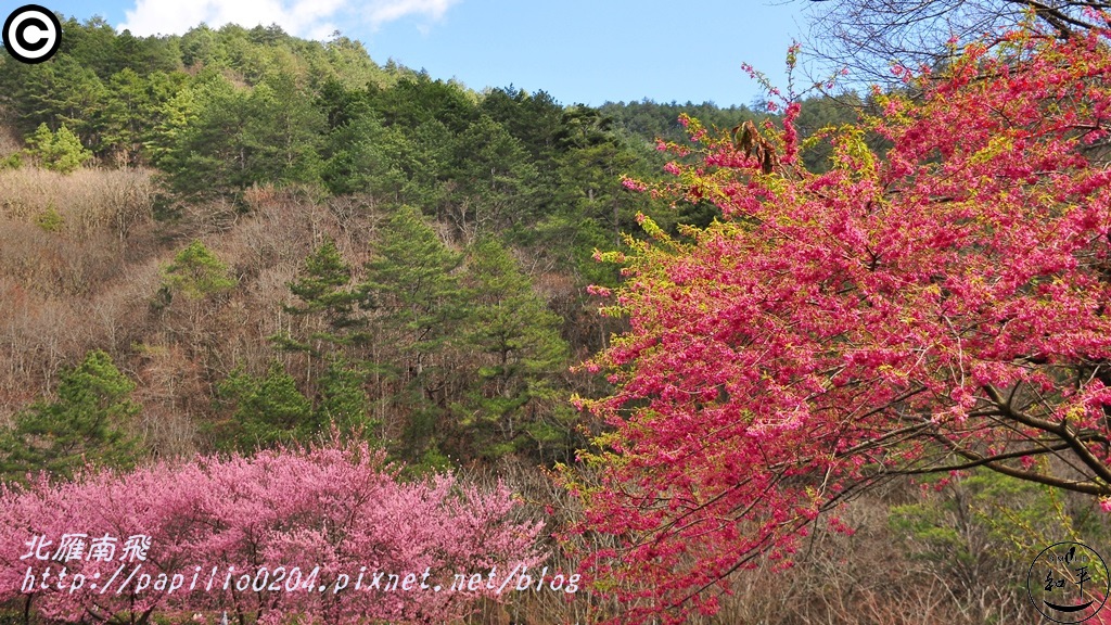 兆豐櫻花園(茶園)