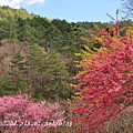 兆豐櫻花園(茶園)