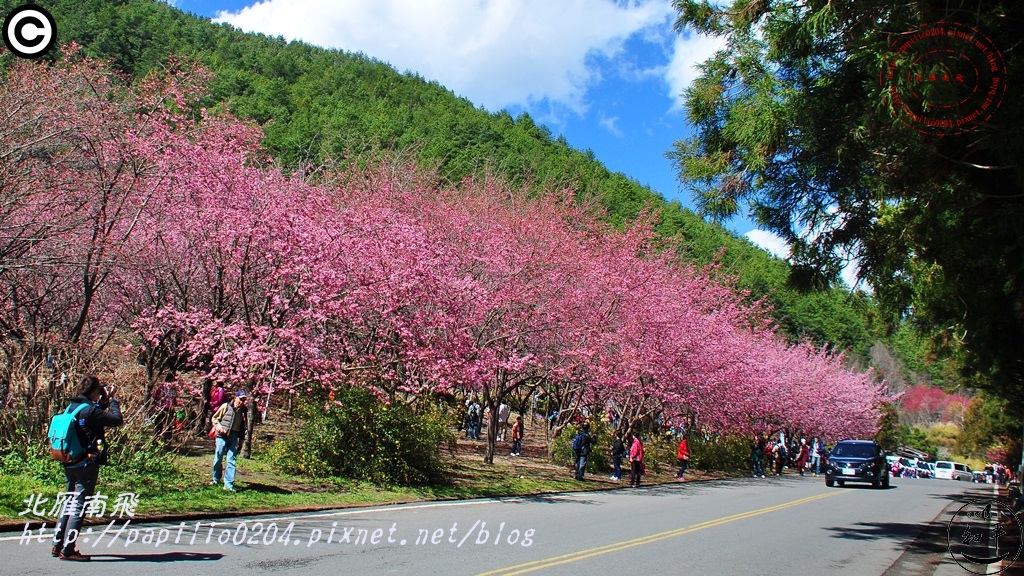 富野櫻花區