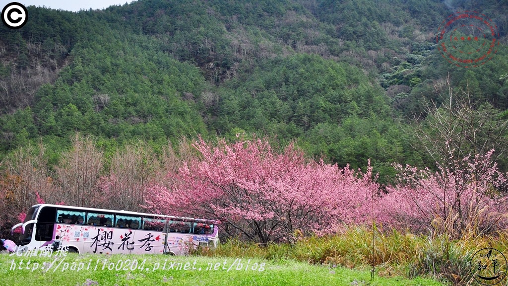 桃園櫻花台