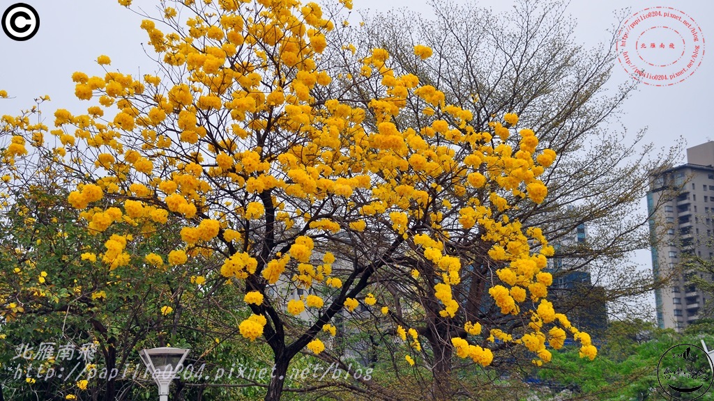 文心森林公園黃花風鈴木