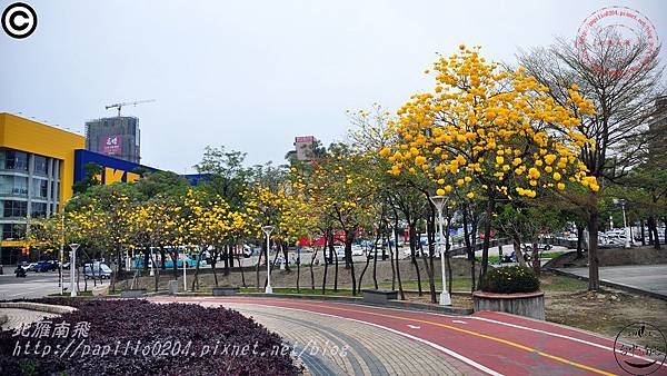 文心森林公園黃花風鈴木