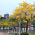 文心森林公園黃花風鈴木