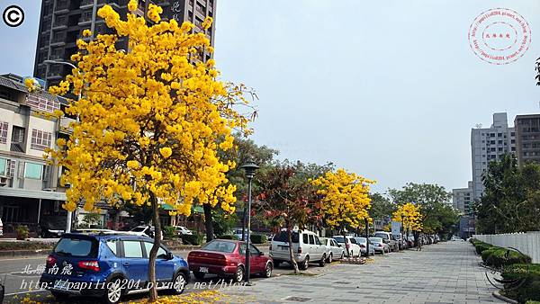 [台中‧北屯] 松竹五路黃花風鈴木 2015.03.07