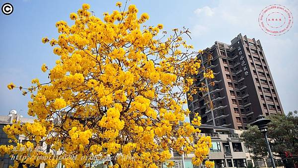 [台中‧北屯] 松竹五路黃花風鈴木 2015.03.07