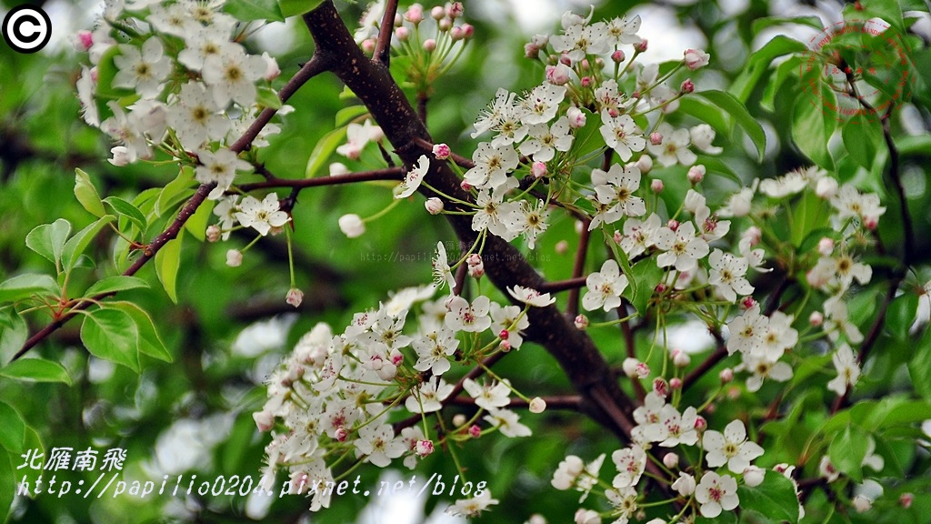 豆梨 2015.03.02 金門林厝私人庭園