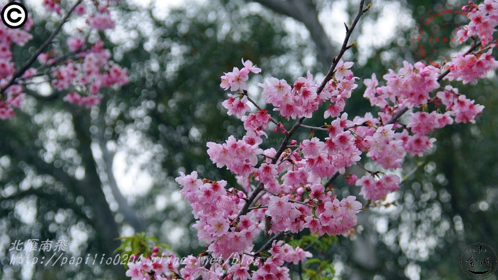 開瑄國小櫻花　2015/03/02