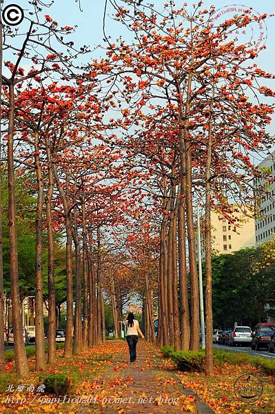 [台南‧北區] 東豐路木棉花道 2015/03/09