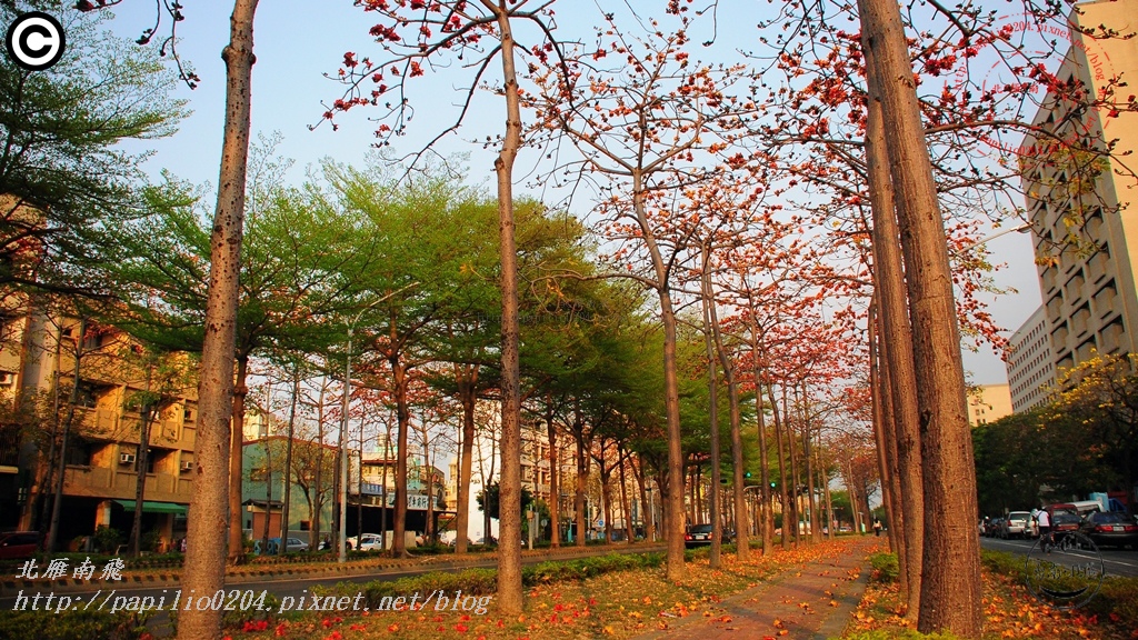 [台南‧北區] 東豐路木棉花道 2015/03/09