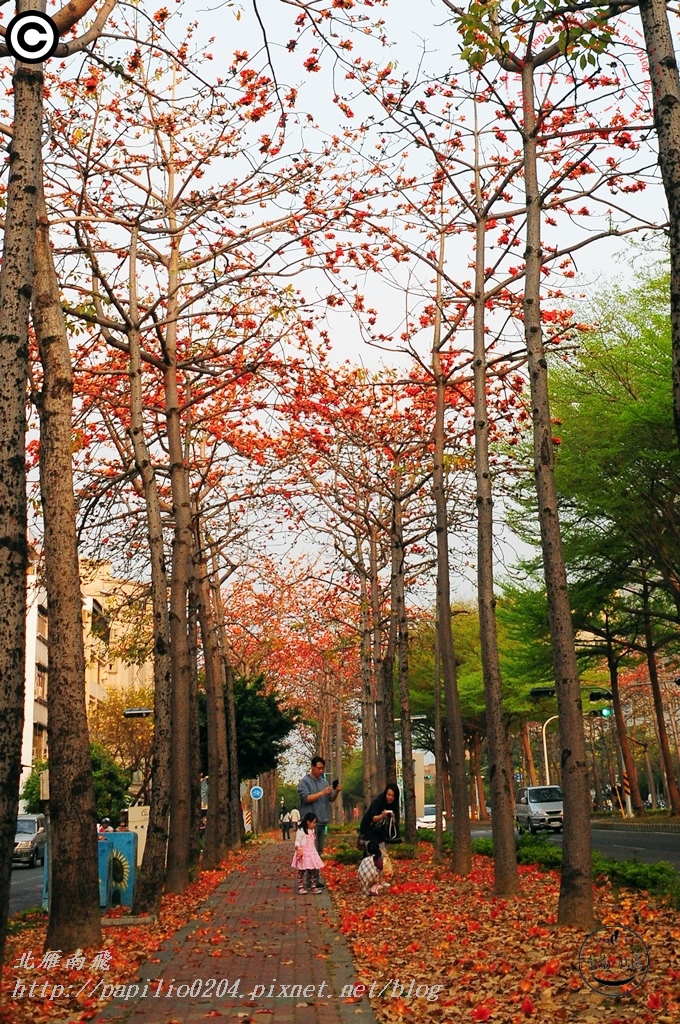 [台南‧北區] 東豐路木棉花道 2015/03/09