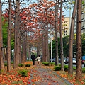 [台南‧北區] 東豐路木棉花道 2015/03/09