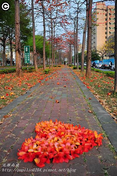 [台南‧北區] 東豐路木棉花道 2015/03/09