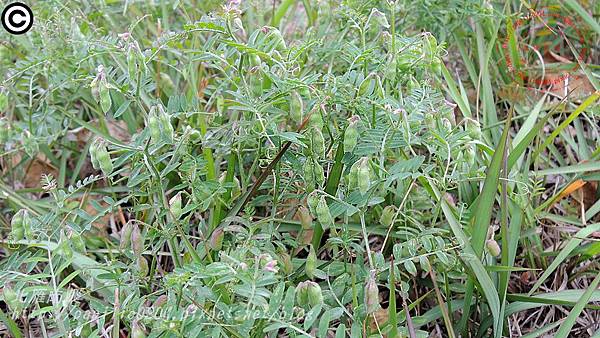 小巢豆  Vicia hirsuta (L.) S. F. Gray