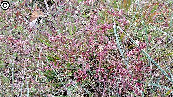 小巢豆  Vicia hirsuta (L.) S. F. Gray