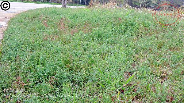 小巢豆  Vicia hirsuta (L.) S. F. Gray