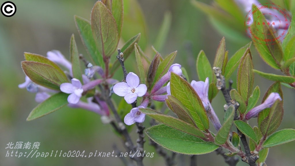 芫花 Daphne genkwa Sieb. et Zucc.