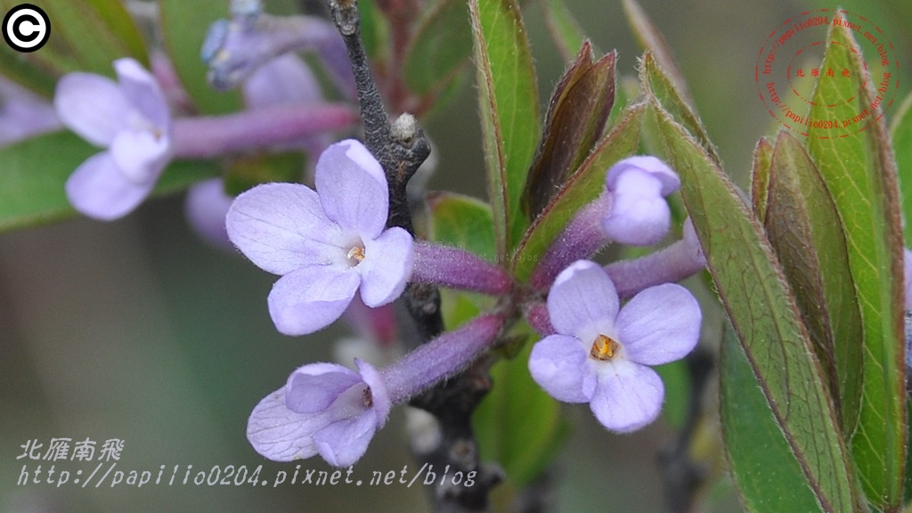 芫花 Daphne genkwa Sieb. et Zucc.