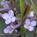 芫花 Daphne genkwa Sieb. et Zucc.