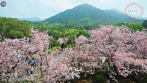 [新北市‧淡水] 天元宮賞吉野櫻 2015/03/19