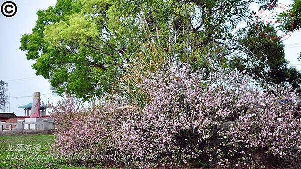 金門瓊林重瓣郁李(Prunus japonica 'Sinensis')