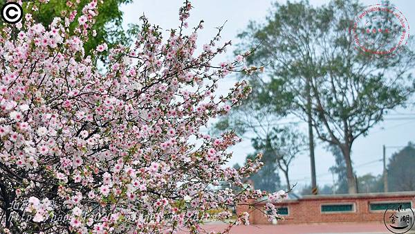 金門瓊林重瓣郁李(Prunus japonica 'Sinensis')