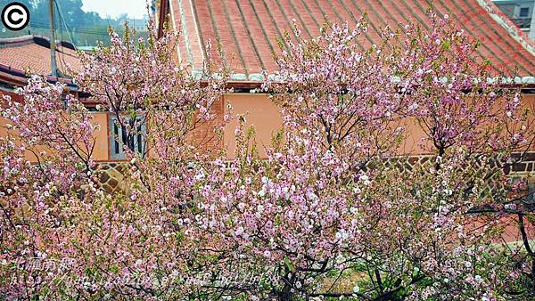 金門瓊林重瓣郁李(Prunus japonica 'Sinensis')