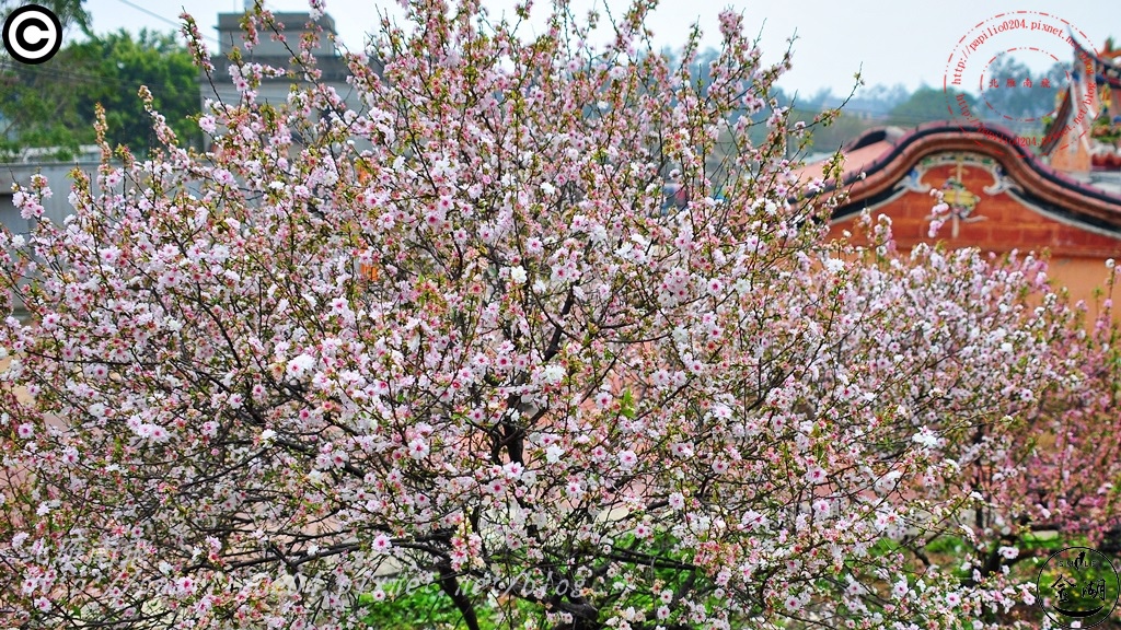 金門瓊林重瓣郁李(Prunus japonica 'Sinensis')