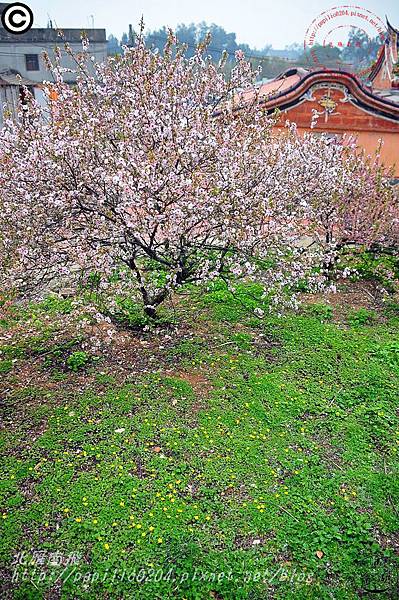 金門瓊林重瓣郁李(Prunus japonica 'Sinensis')