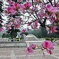 06金門忠烈祠停車場羊蹄甲花道.JPG