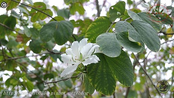 08白花羊蹄甲.JPG