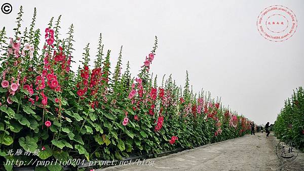 [彰化‧員林] 南區公園蜀葵