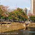 [台中‧西屯] 潮洋溪潮洋環保公園段紅花風鈴木