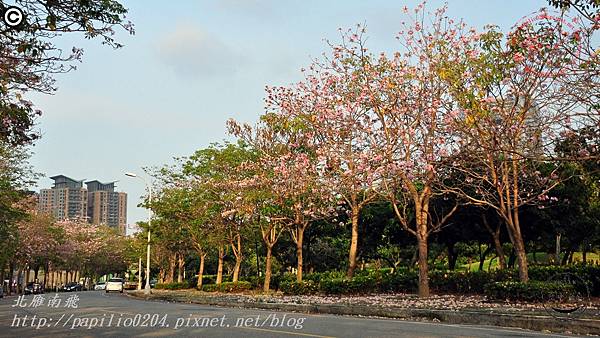 [台中‧西屯] 潮洋溪潮洋環保公園段紅花風鈴木