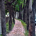 [台中‧西屯] 潮洋溪潮洋環保公園段紅花風鈴木