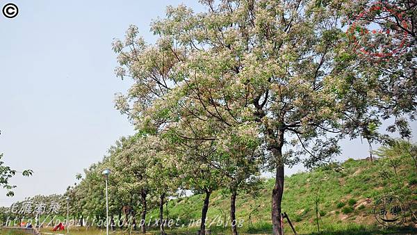 [雲林‧西螺] 西螺大橋旁雕塑公園苦楝花