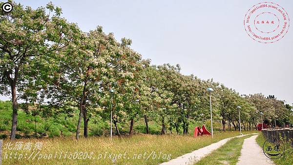 [雲林‧西螺] 西螺大橋旁雕塑公園苦楝花