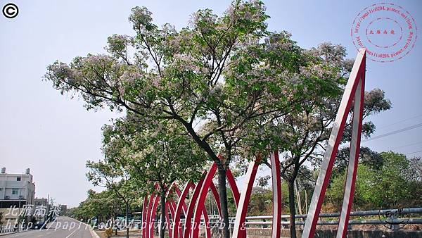 [雲林‧西螺] 西螺大橋旁雕塑公園苦楝花