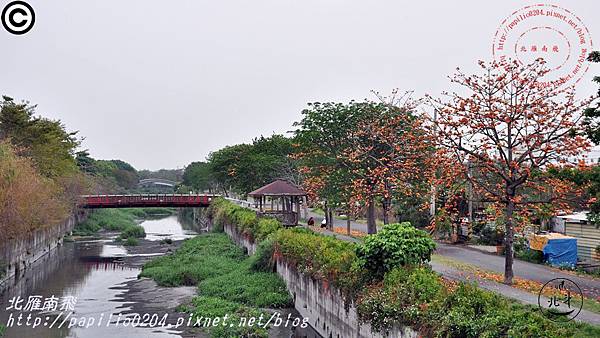 [彰化‧北斗] 東螺溪沿岸木棉花