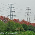 [彰化‧埤頭] 東螺溪沿岸木棉花