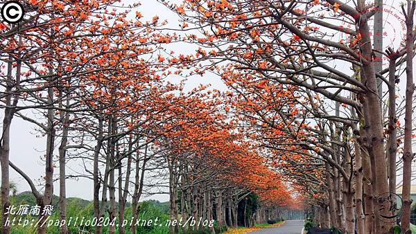 [彰化‧二林] 東螺溪沿岸木棉花道