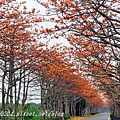 [彰化‧二林] 東螺溪沿岸木棉花道