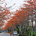 [彰化‧二林] 東螺溪沿岸木棉花道