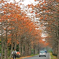 [彰化‧二林] 東螺溪沿岸木棉花道